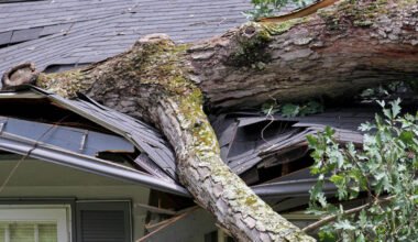 how fallen tree limbs can damage your roof