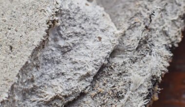 asbestos surveys
