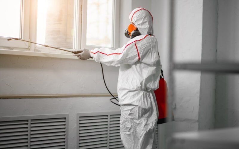 professional mold removal