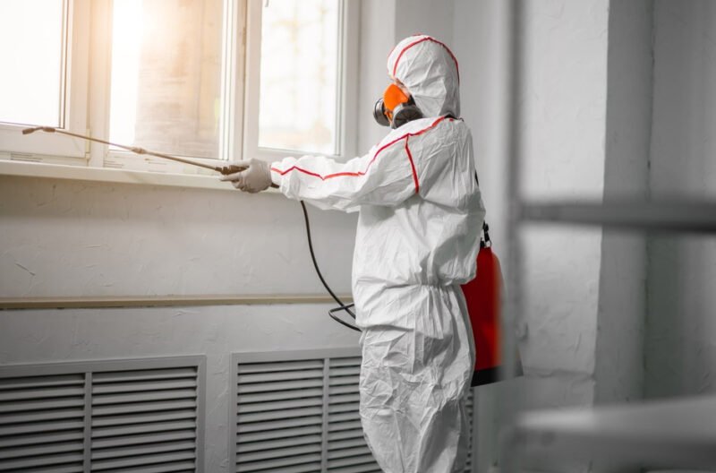 professional mold removal