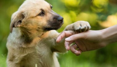 common dog training myths