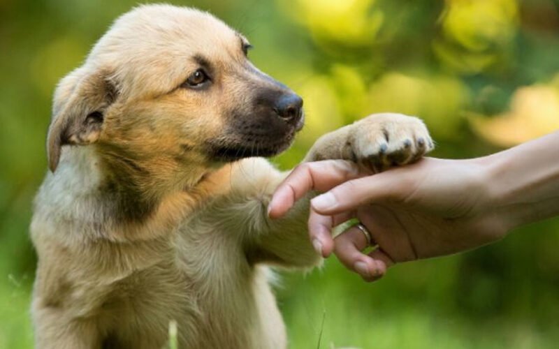 common dog training myths