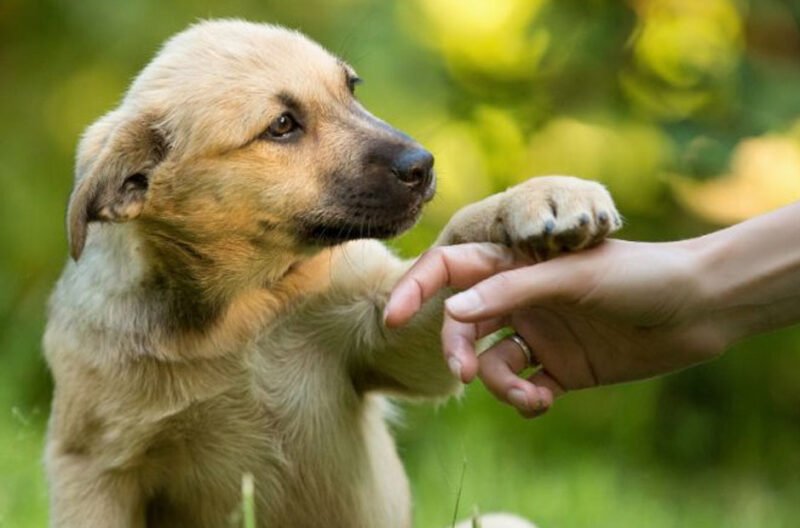 common dog training myths