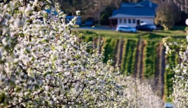 discovering the beauty of flowers in adelaide