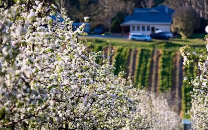 discovering the beauty of flowers in adelaide