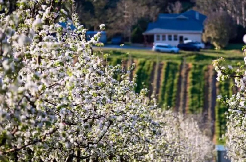 discovering the beauty of flowers in adelaide