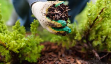 how to maintain tree health in drought prone areas