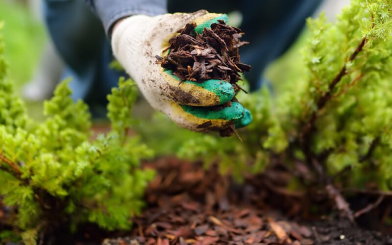 how to maintain tree health in drought prone areas