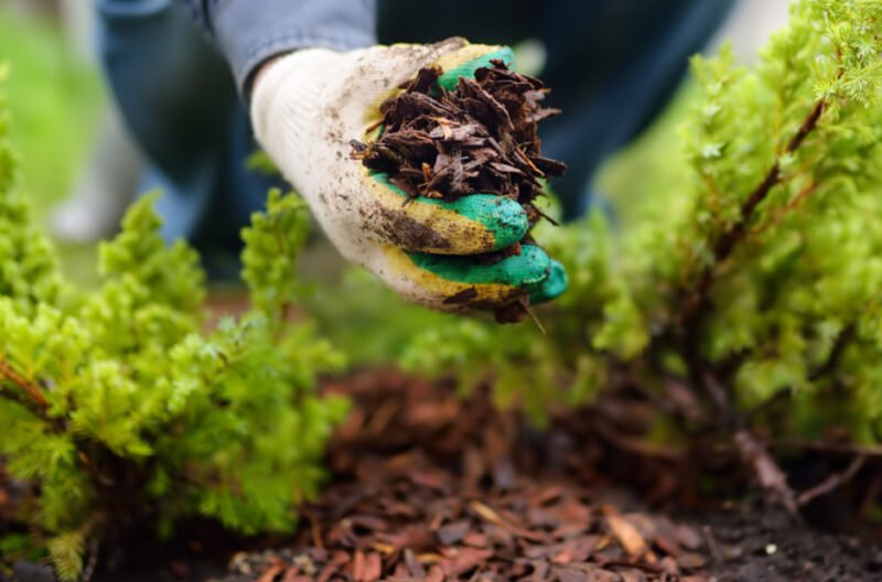 how to maintain tree health in drought prone areas