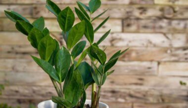 consider when selecting the perfect plant gift