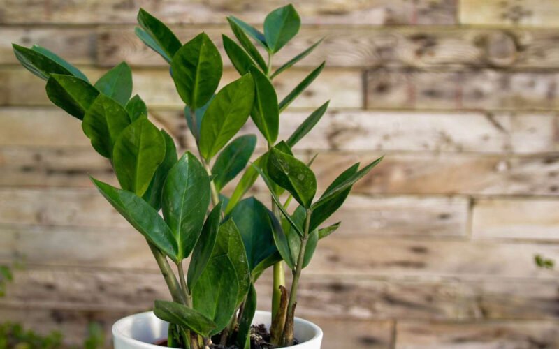 consider when selecting the perfect plant gift
