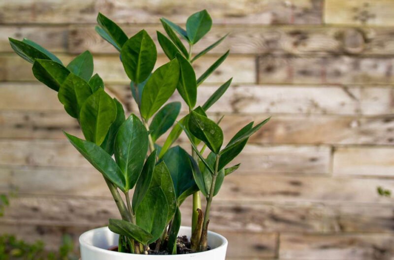 consider when selecting the perfect plant gift