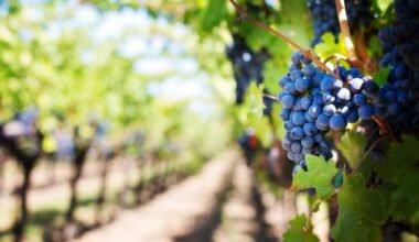 food attractions in napa