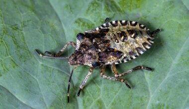 home solutions to remove bug invaders and prevent future infestations