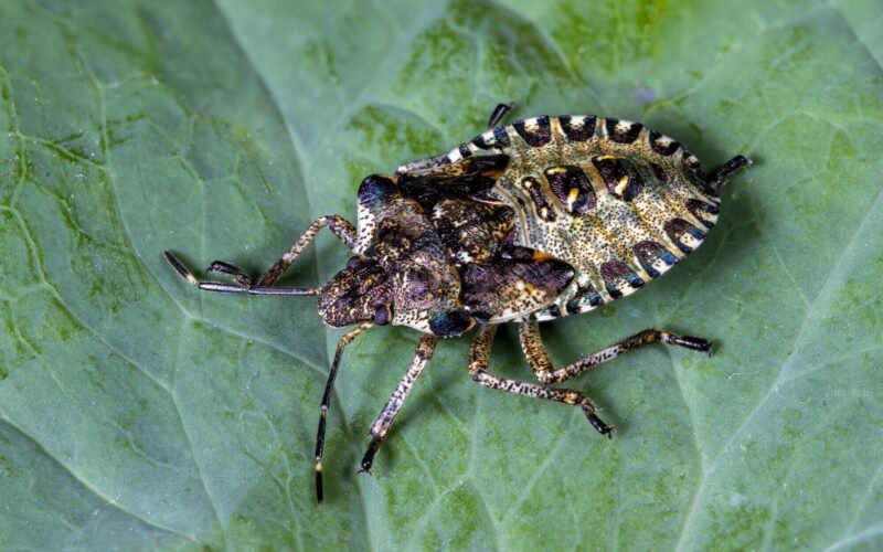 home solutions to remove bug invaders and prevent future infestations