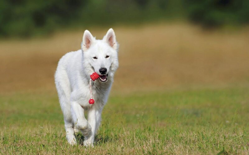 how consistency at home improves training results in dogs