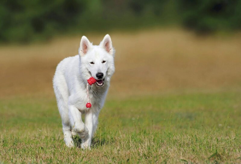 how consistency at home improves training results in dogs