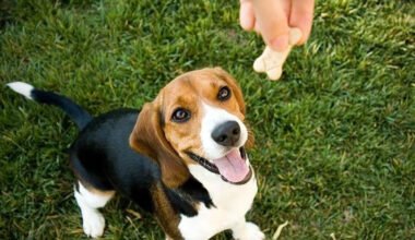 positive reinforcement in dog training