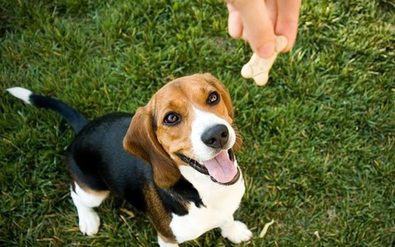 positive reinforcement in dog training