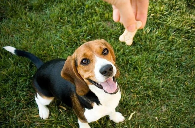 positive reinforcement in dog training