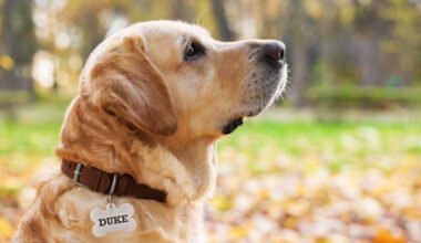top features that make perfect pet tags
