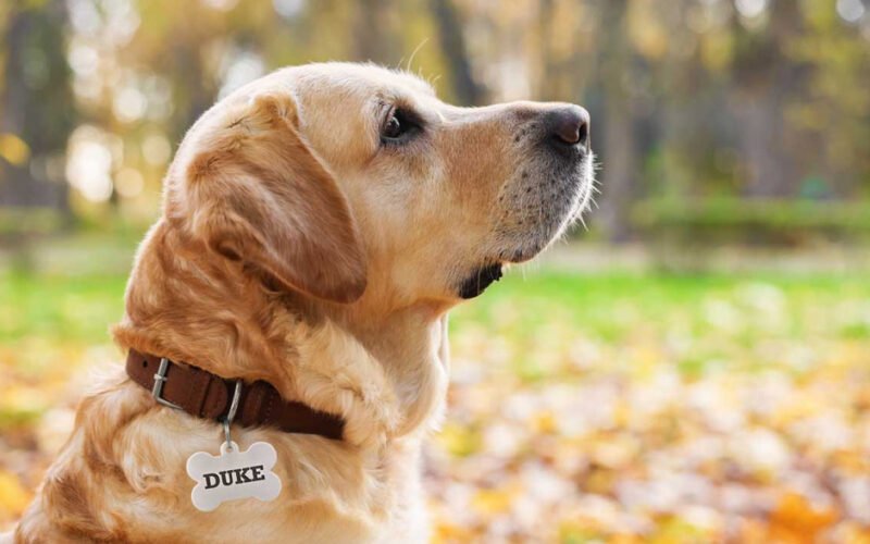 top features that make perfect pet tags