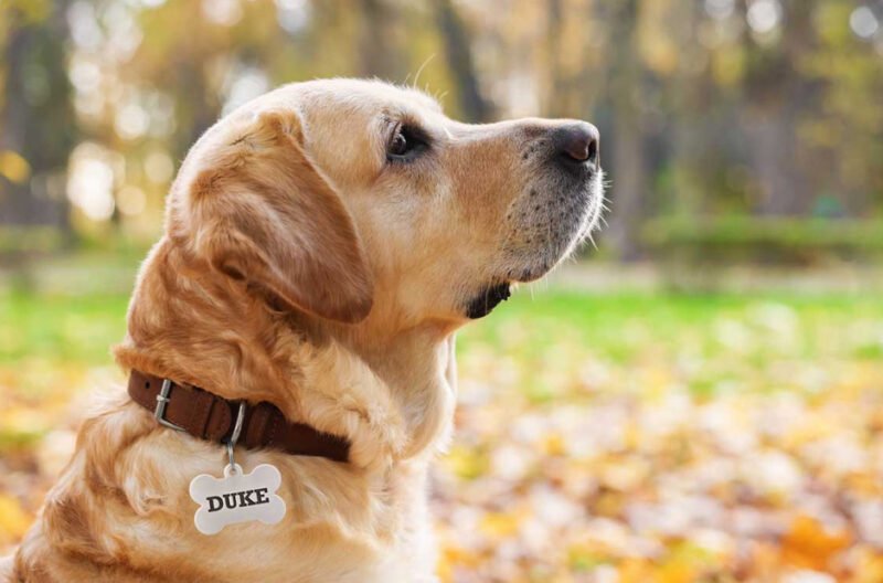 top features that make perfect pet tags