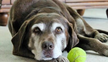 your pet’s quality of life