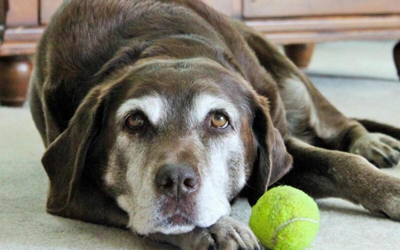 your pet’s quality of life