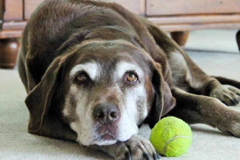 your pet’s quality of life