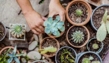 best indoor pots online