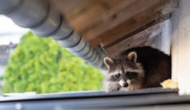 effective wildlife control tips for homeowners