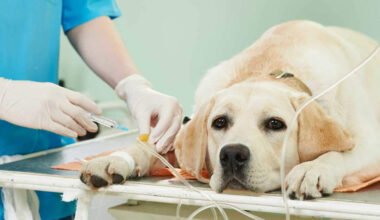 low cost pet surgery services