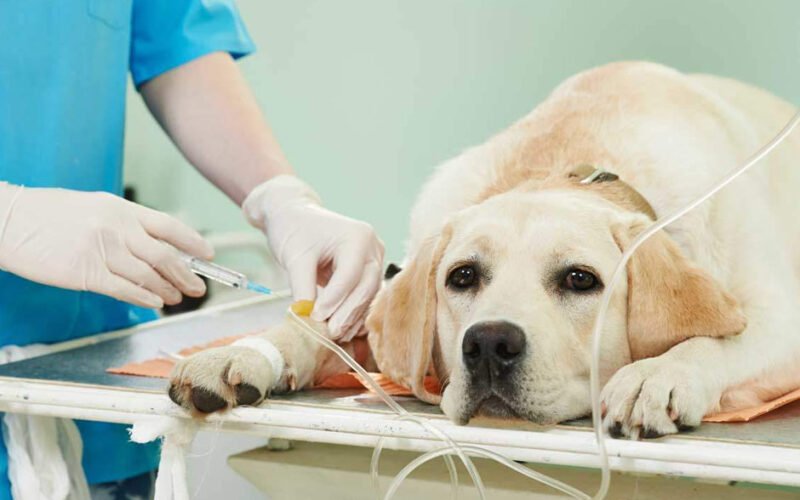 low cost pet surgery services