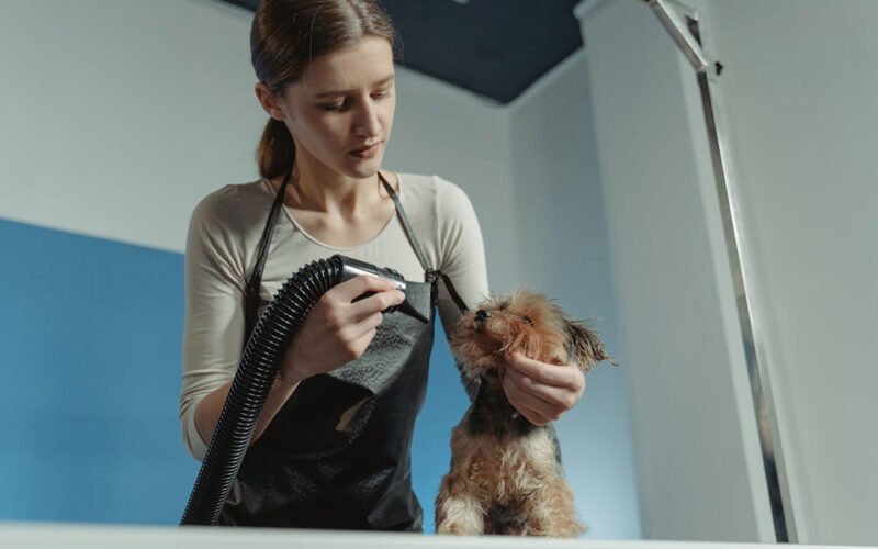 the telltale signs how your groomer acts as a first line of defense for pet health