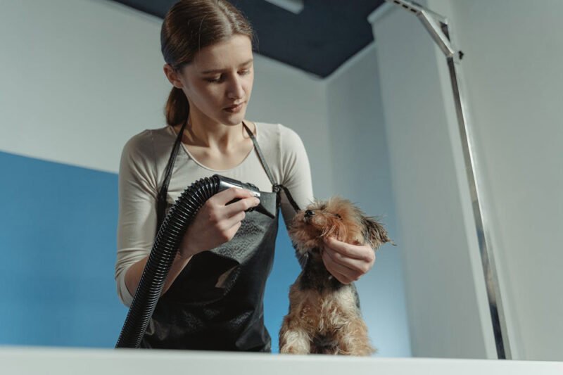 the telltale signs how your groomer acts as a first line of defense for pet health