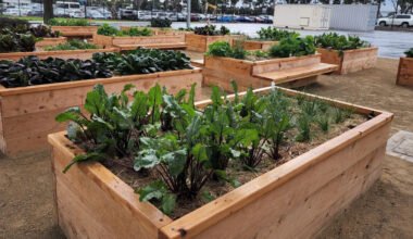 the ultimate guide to buy wicking beds australia for sustainable gardening