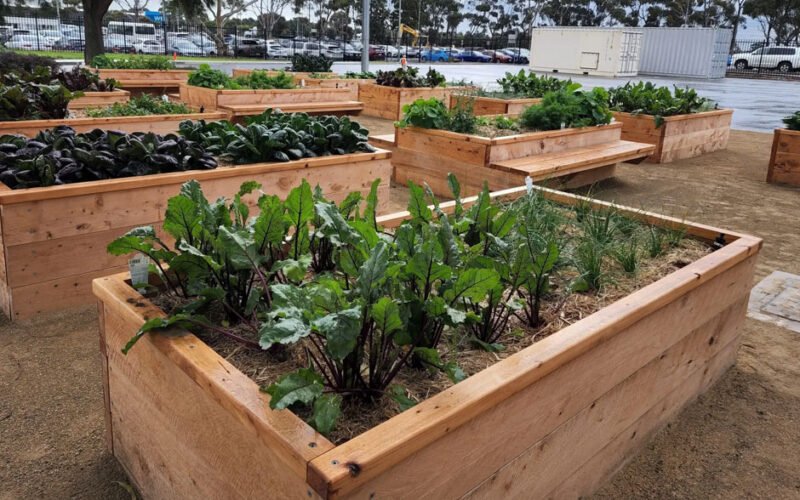the ultimate guide to buy wicking beds australia for sustainable gardening