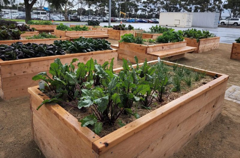 the ultimate guide to buy wicking beds australia for sustainable gardening