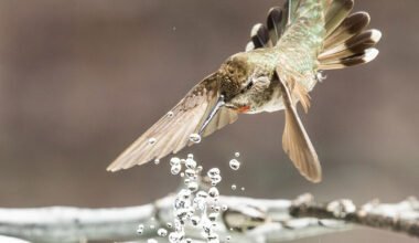 top solar fountain water pumps for bird baths and ponds