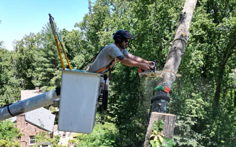 tree service experts before winter hits