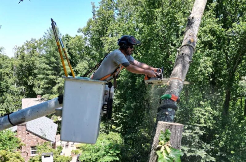 tree service experts before winter hits