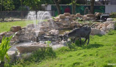 why every garden needs a water fountain and pump 1