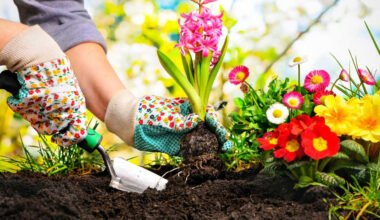 a complete guide to flower bed care
