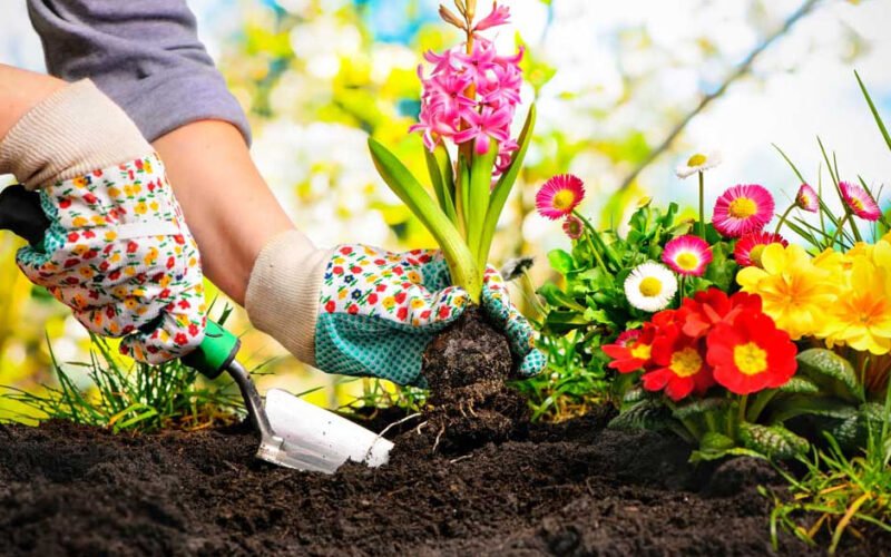 a complete guide to flower bed care