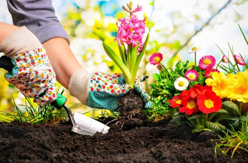 a complete guide to flower bed care