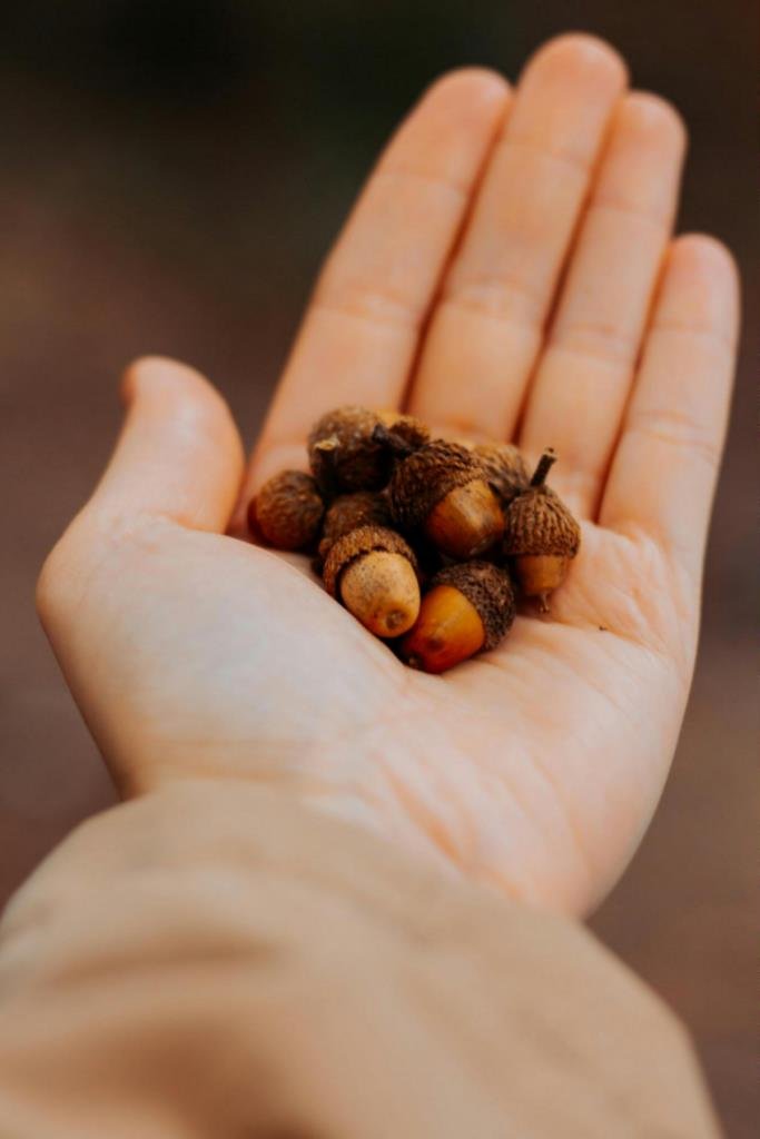 designing with abundant acorns 2