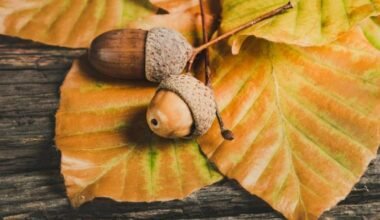 designing with abundant acorns