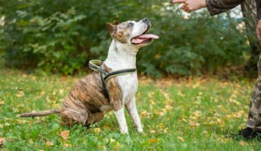 how positive reinforcement shapes better pet behavior