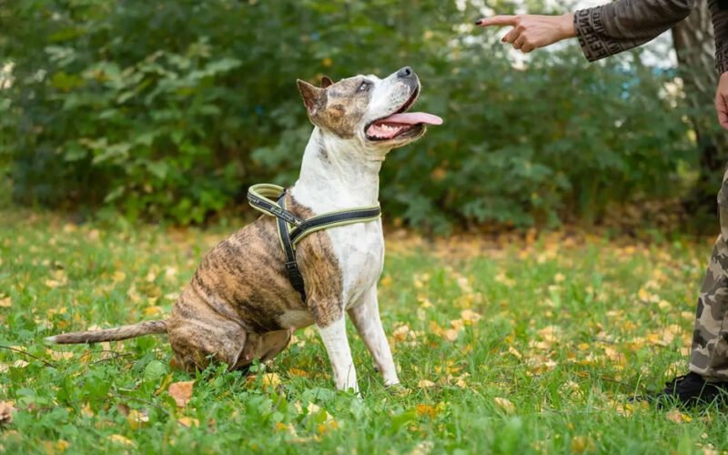 how positive reinforcement shapes better pet behavior